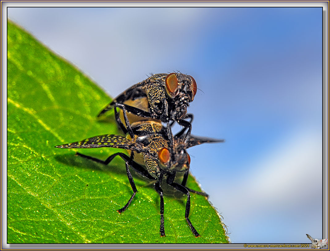 Platystoma SP